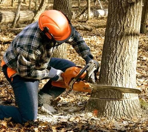 Tree Removal in Talpa, TX